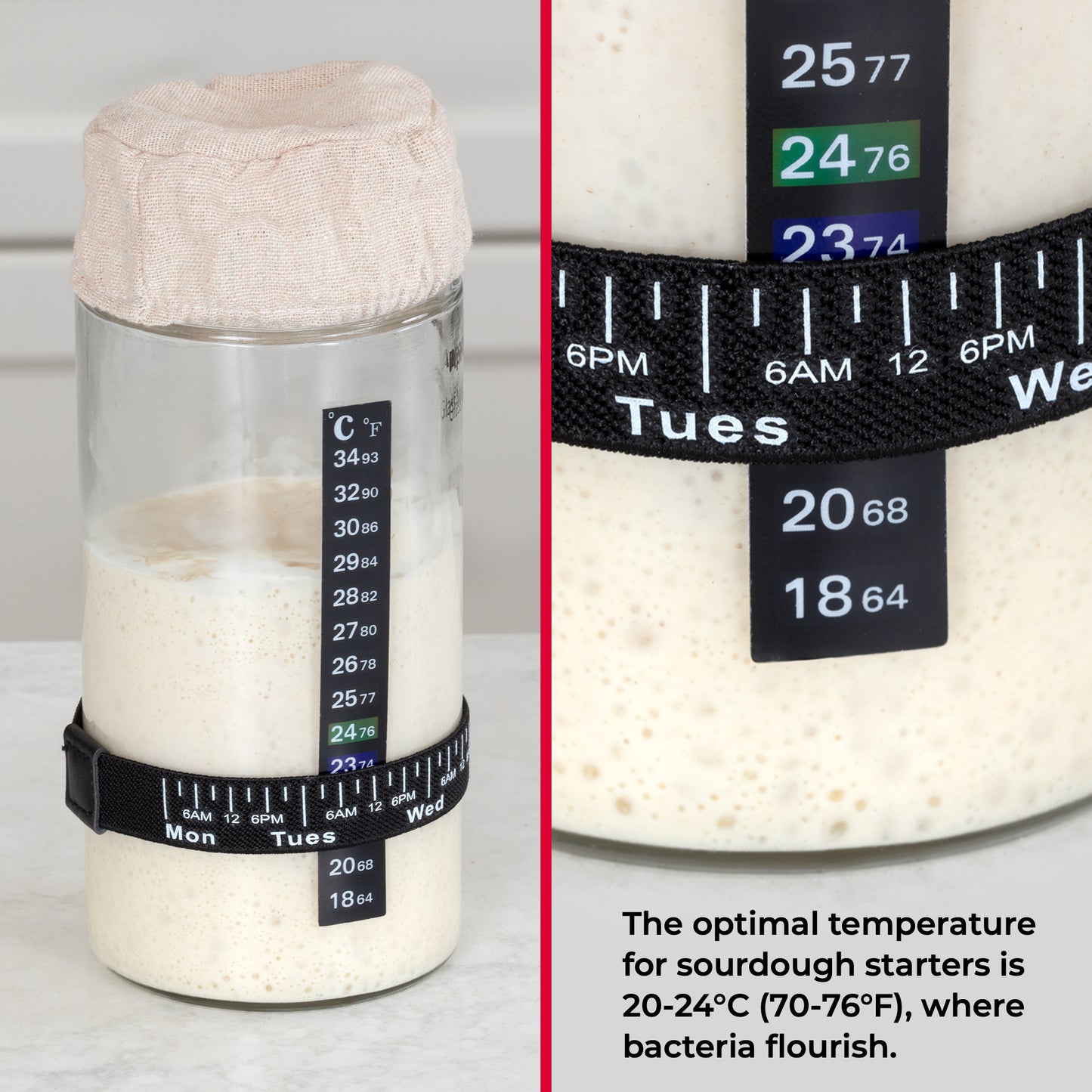 Deluxe Sourdough Starter Kit with Scale